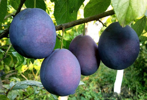 6 лучших сортов синих слив, которые легко выращивать и радуют отличным урожаем